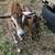 Mini Lamancha Bucklings 2 thumbnail