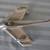 Vintage Chrome Jet Eagle Hood Ornament 1955 Chevy Belair 7 thumbnail