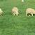 Lambs For Sale, Weather's & Ewe's 1 thumbnail