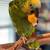 Gorgeous Blue Fronted Amazon 15 thumbnail