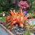 Orange Crush bromeliad 6 thumbnail