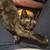 Kitten mixed maincoons 10 thumbnail