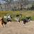 🐾 Structured Pack Walks – South Bay (Wayfinder K9) 🐾 1 thumbnail