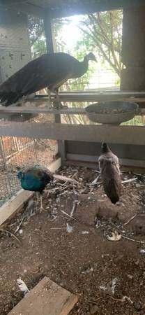 Peacocks 1