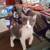 Adorable, friendly kittens available 4 thumbnail