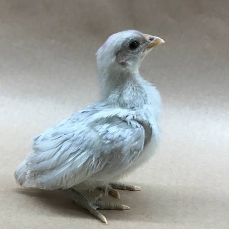 Lavender Orpington Chicks 1