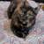 Cats need a new home 1 thumbnail