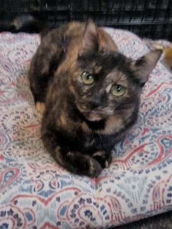 Cats need a new home 1