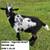 7 Nigerian Dwarf GOAT Wethers 1 thumbnail