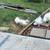 Silkies 2 thumbnail
