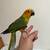 sun conure 2 thumbnail