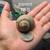 Land Snails and Starter kit Garden and Roman 15 thumbnail