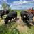 Feeder Calves - Lowline Angus 1 thumbnail