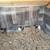 Bantam chicks 1 thumbnail