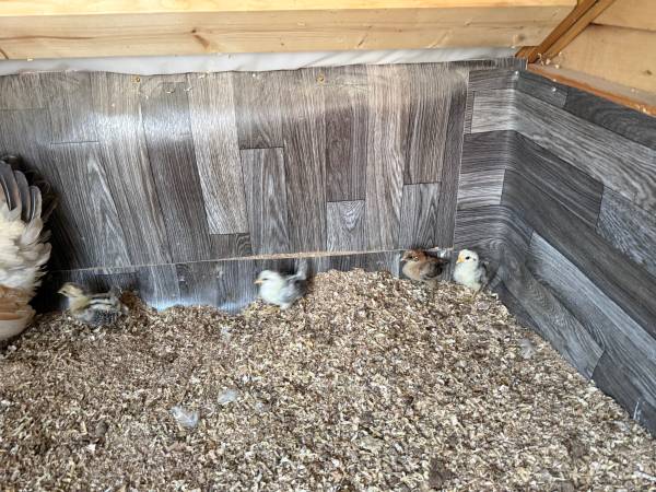 Bantam chicks 1