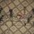 Hoyt Pro Defiant compound bow 1 thumbnail