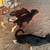 Mascotas/Dog German Shepherd 6 thumbnail