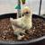 Silkie chicks available (chocolate/black mottled) 7 thumbnail