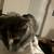 Cute black and biege kitten 8 thumbnail