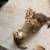 Scottish fold 3 thumbnail