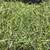 2025 4th  Cutting Alfalfa Small Bales(Nice and Green) 3 thumbnail