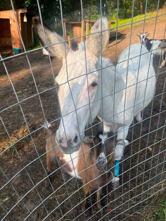 Mini Jack - farm & garden - by owner - sale - craigslist