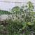 Various trees 4 thumbnail