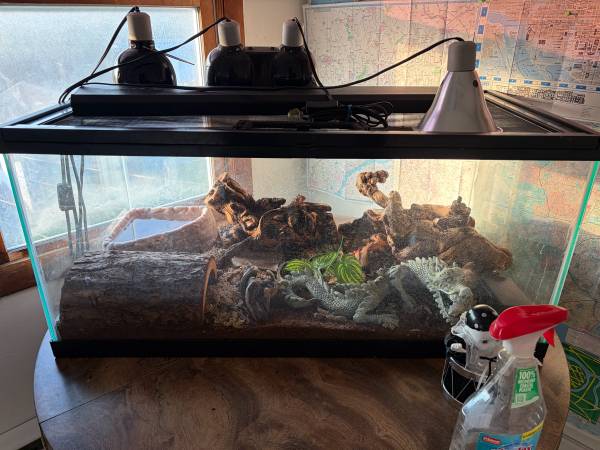 Ball Python and Enclosure 1
