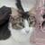 REHOMING 2 YEAR OLD FEMALE CAT 2 thumbnail