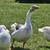 Chicks, Chicks, Chicks 3 thumbnail