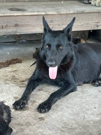 Cachorros de Pastor Alemán63622345891971123