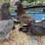 Pigeons 9 thumbnail