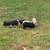 Feeder piglets 2 thumbnail