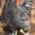 Free Easter Egger juvenile roosters 5 thumbnail