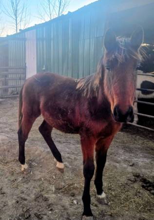 Yearling draft cross 1