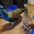 Peafowls 11 thumbnail