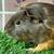 Guinea pig Female (Savethepetz) 5 thumbnail