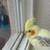 Cockatiel bird 2 thumbnail