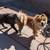 Two Bonded Chow Chows 2 thumbnail