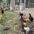 Pullets 6 thumbnail