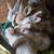Bunnies 3 thumbnail