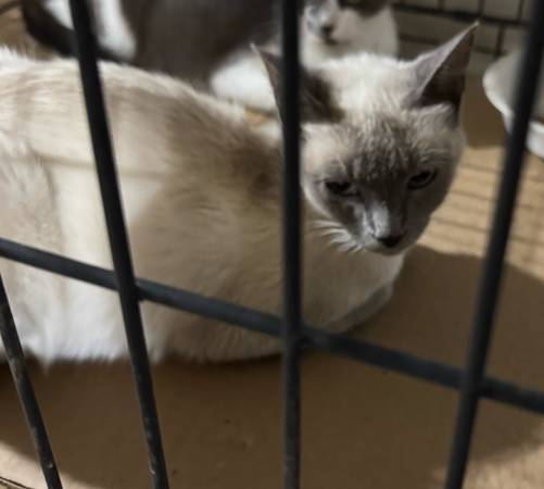 ¡¡Los gatos esterilizados necesitan tu ayuda!! (Salado)63839345306371120