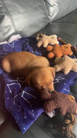 Boy Chiweenie puppy (Bloomingdale)63697180784003122