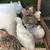 Quails ( Codornices) 6 thumbnail