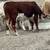 Toro for sale 3 thumbnail