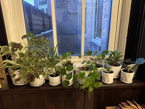 Need help with repotting house plants: green thumb & garden experience 1