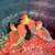 Sebastopol Embden Goslings 5 thumbnail