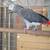 Parrot 2 thumbnail