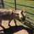 Mini donkey 4 thumbnail
