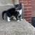 Three kittens 3 thumbnail